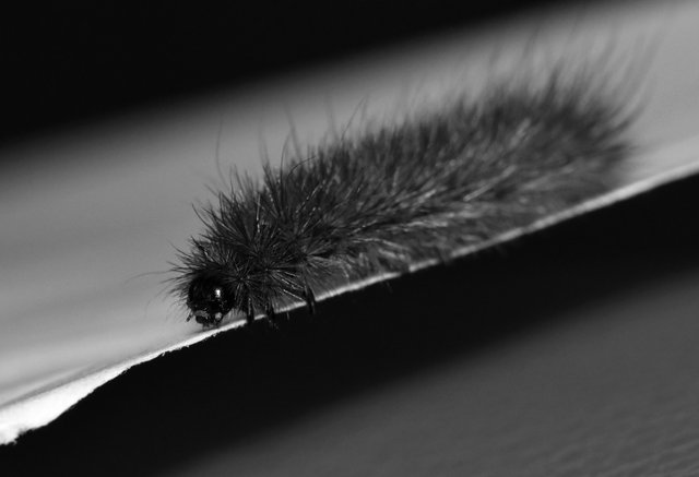 caterpillar bw.jpg