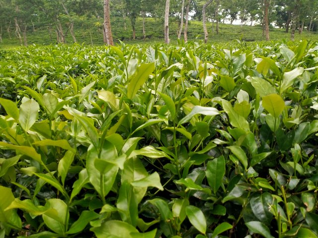 IMG20250701180115.jpg