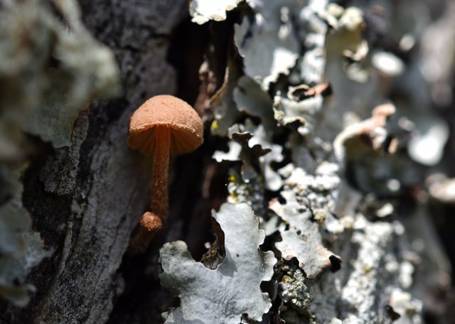 mushroom mini cork tree 1.jpg