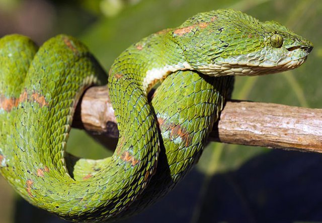green-eyelash-viper16.jpg