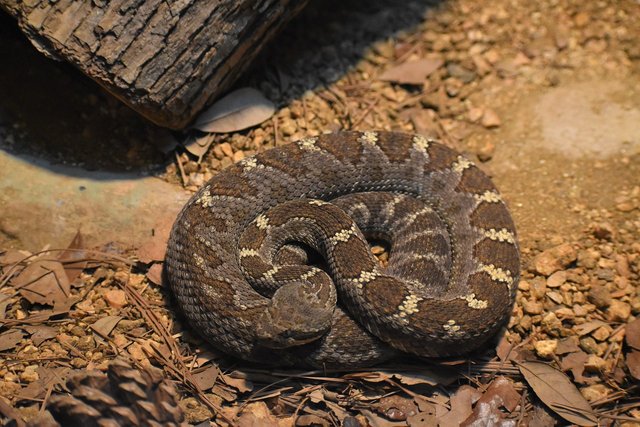 rattlesnake-6305960_1280.jpg