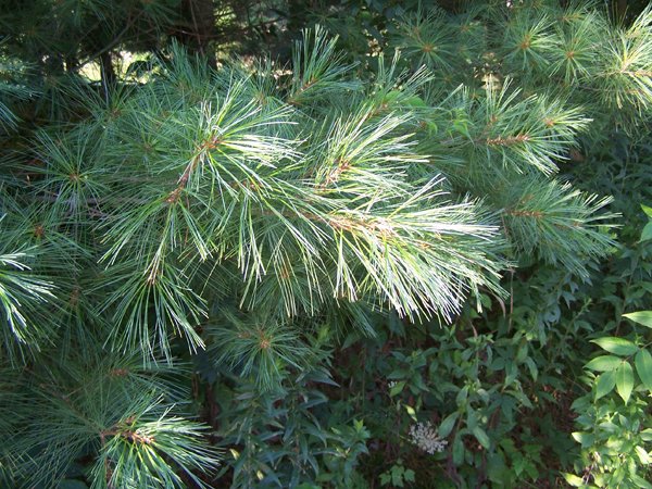 Driveway - pine crop August 2019.jpg