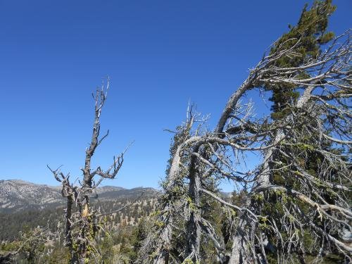 Heavily Wind Blown Conifers Near Lake Tahoe.jpg