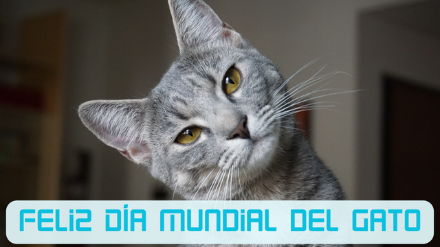 Gato.png