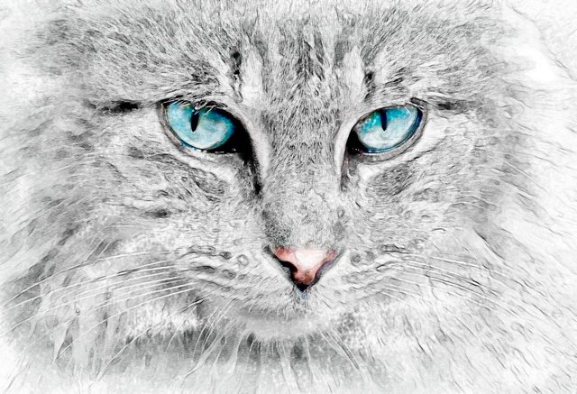 blue-eyed cat.jpg