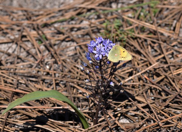 Clouded Yellow Butterfly Colias croceus 4.jpg