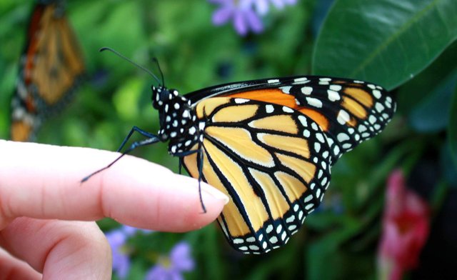 monarch-finger-flowers.jpg