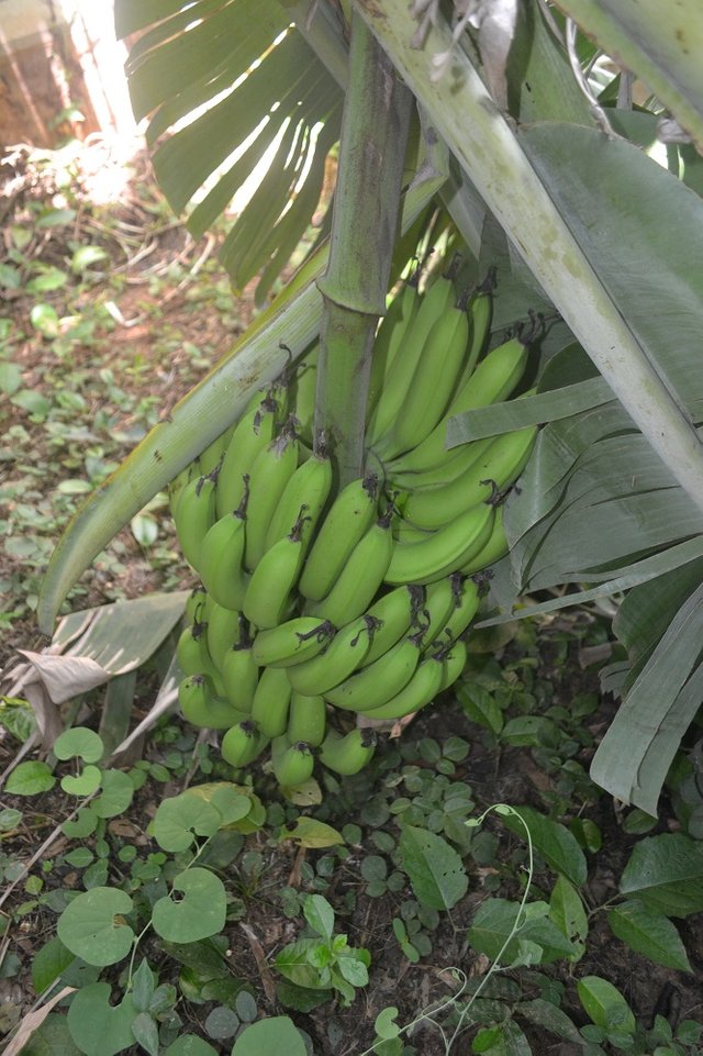 banana-4.jpg