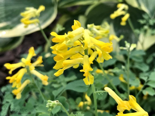 corydalis lutea.jpg