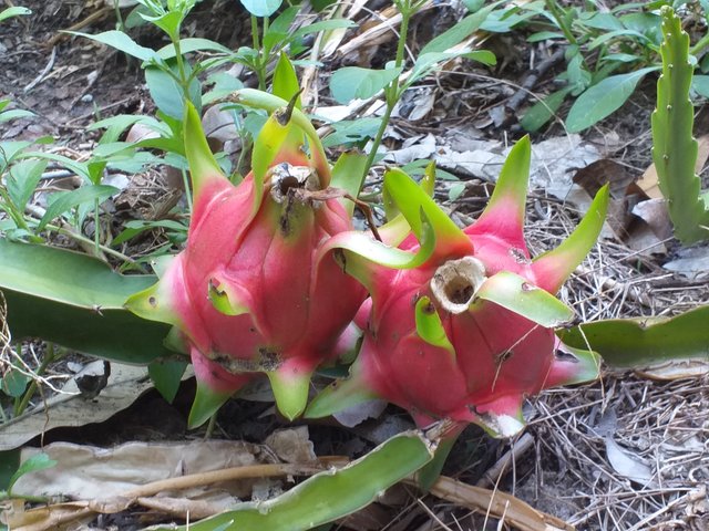 dragon fruit7.jpg