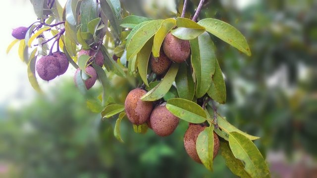 sapodilla-2463738_1920.jpg