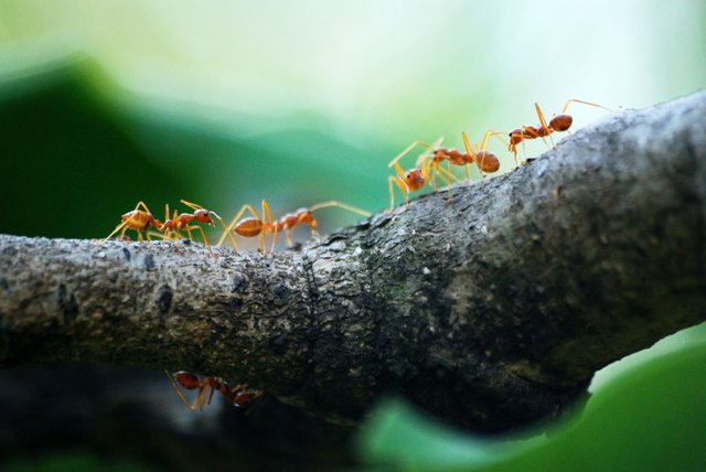 animals-antenna-ants-842401.jpg