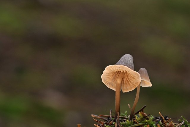 mushrooms-9494682_1280.jpg