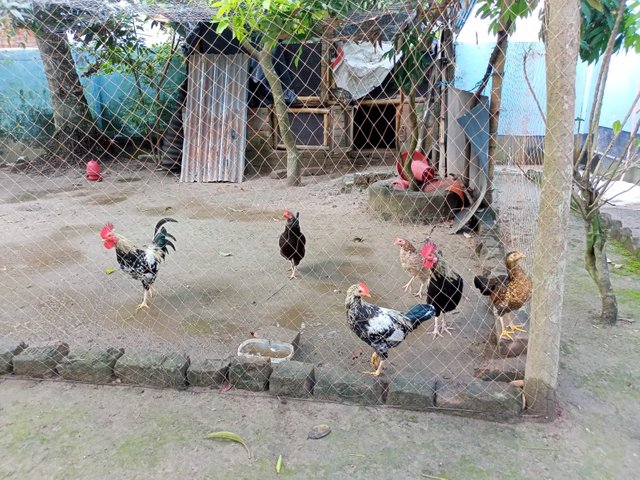 chicken farm (7).jpeg