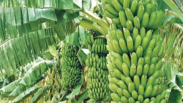 banana-farming.jpg