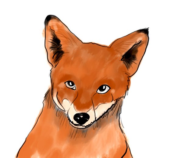 fox(457).jpg