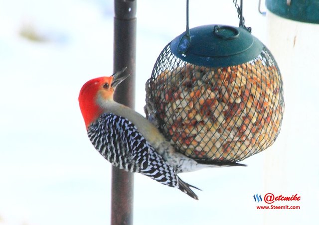 Red-Bellied Woodpecker PFW10_0411.JPG