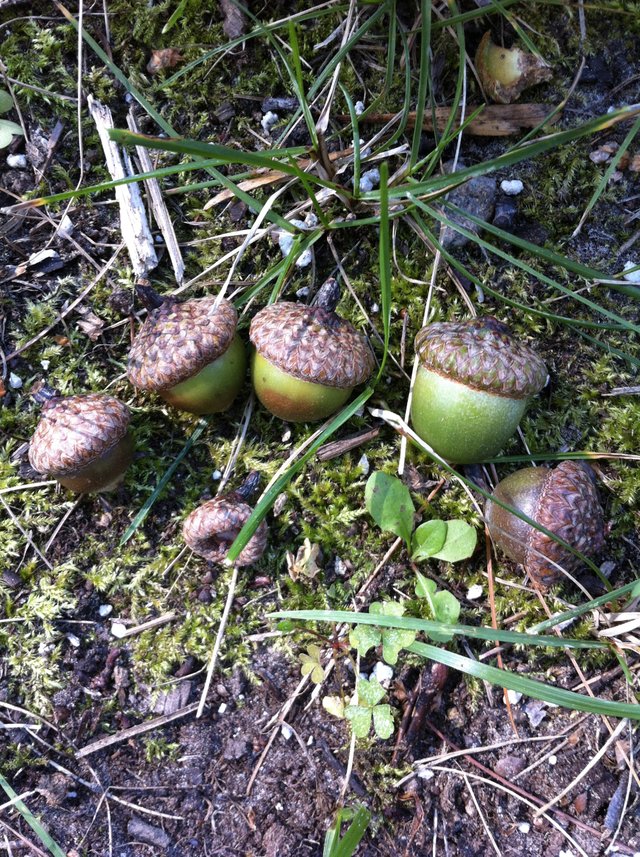 Acorn Family.jpg