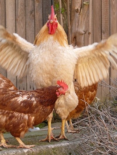 gallo y gallina.jpg