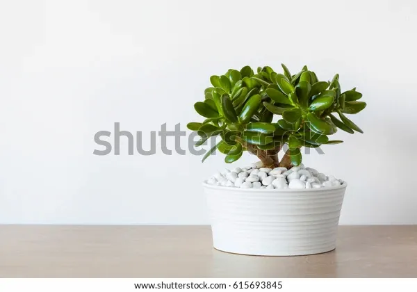 houseplant-crassula-ovata-jade-plant-600w-615693845.webp