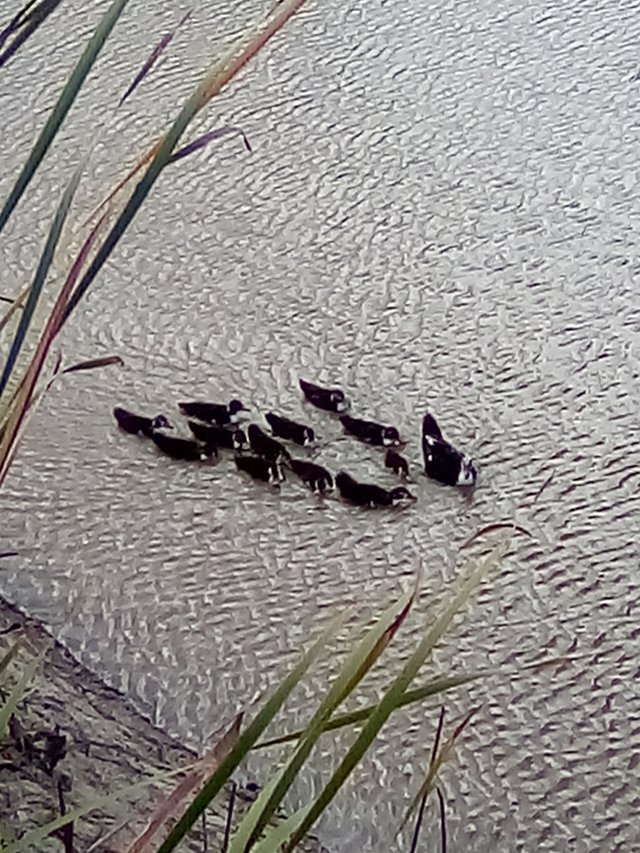 patos y mas patos, fotos familia, carlos y mas 112.jpg