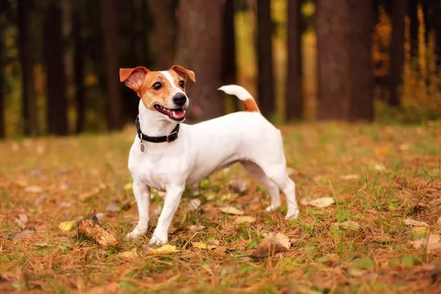 jack-russel-terrier-scaled.jpg.webp