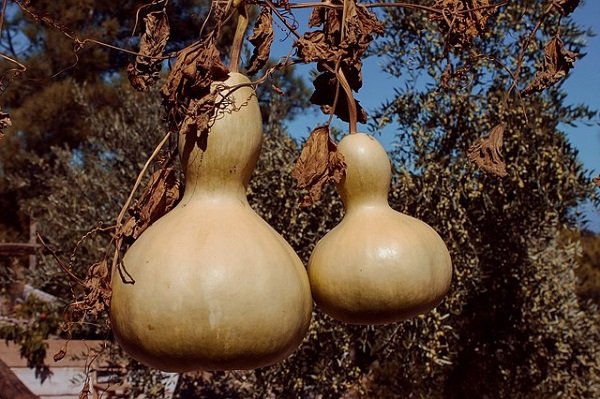 bottle-gourd-3873644_640.jpg