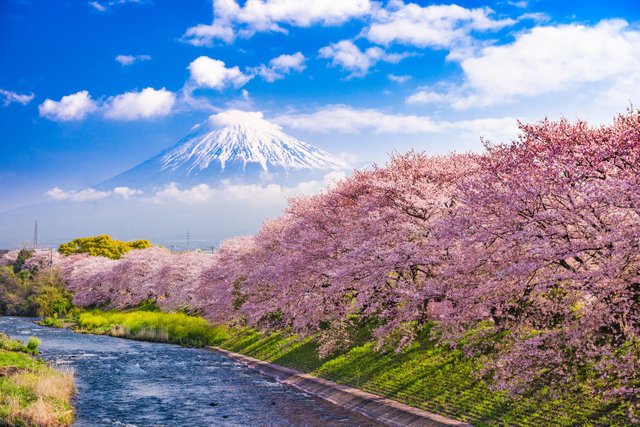 Mount-Fuji-in-spring.jpg.optimal.jpg