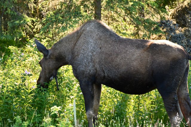 shasta2018nov5th47moosemonday8io.jpg