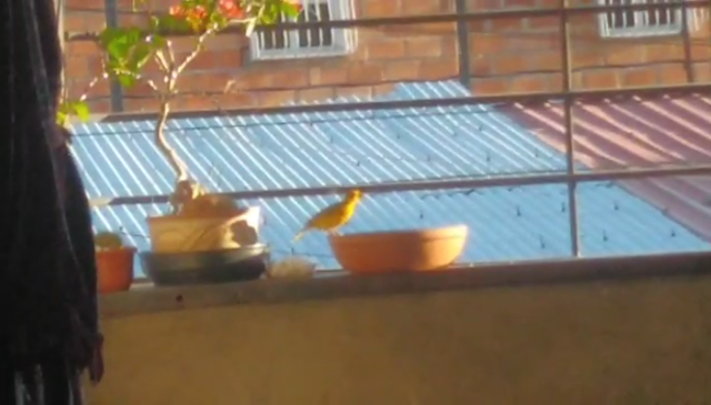 Pajaro.png