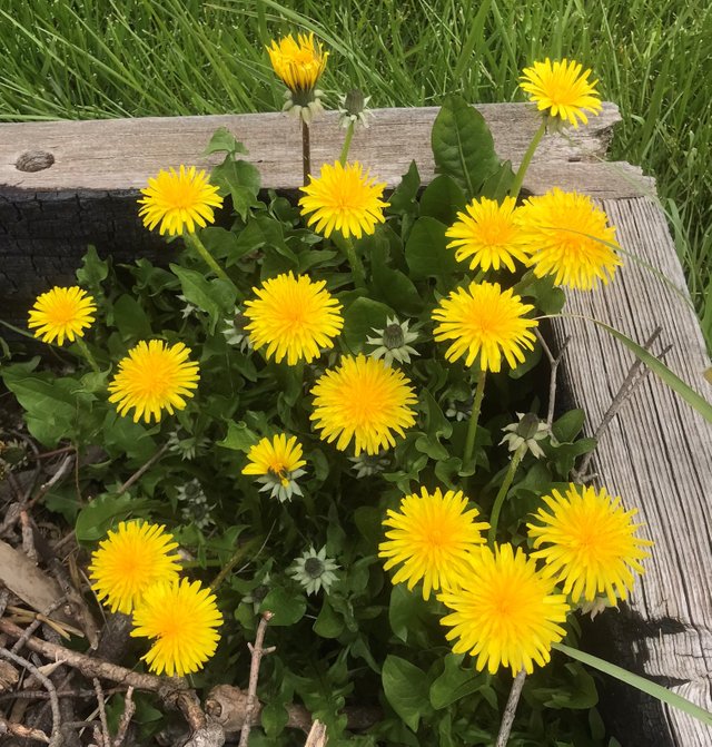 Weather dandelions.jpeg