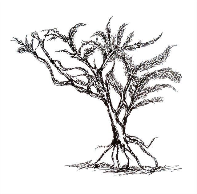 arbol.jpg