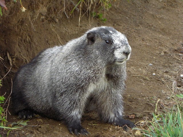 marmot-1963_960_720.jpg