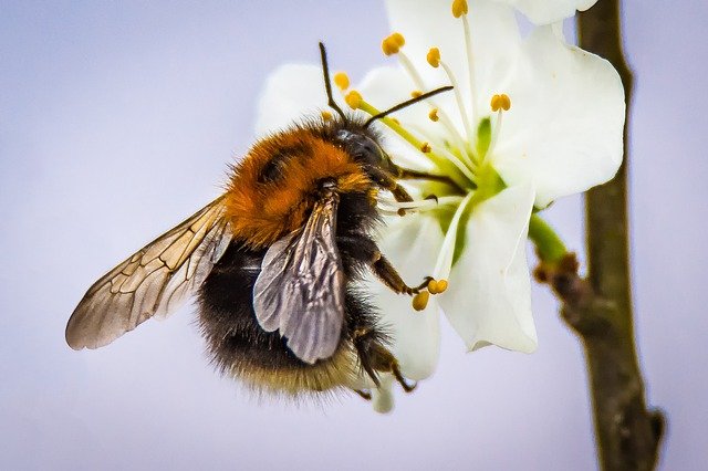 www.maxpixel.net-Nature-Pollination-Insect-Bloom-Blossom-Hummel-2204795.jpg