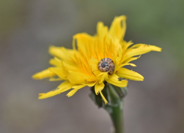 snail yellow flower.jpg