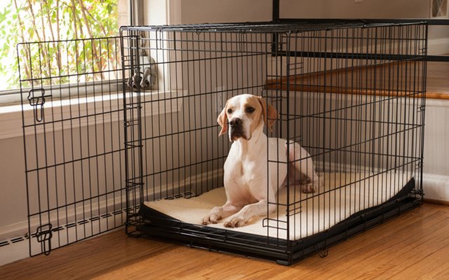 dog-crate-size-guide_odi022.jpg