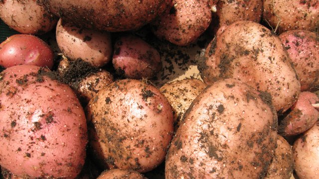 plant-food-produce-vegetable-crop-natural-fresh-soil-dirty-agriculture-potato-earth-organic-potatoes-starch-flowering-plant-tuber-allotment-root-vegetable-spud-land-plant-potato-and-tomato-genus-923174.jpg