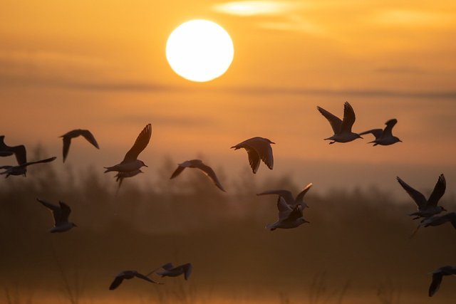 seagulls-6986070_1280.jpg