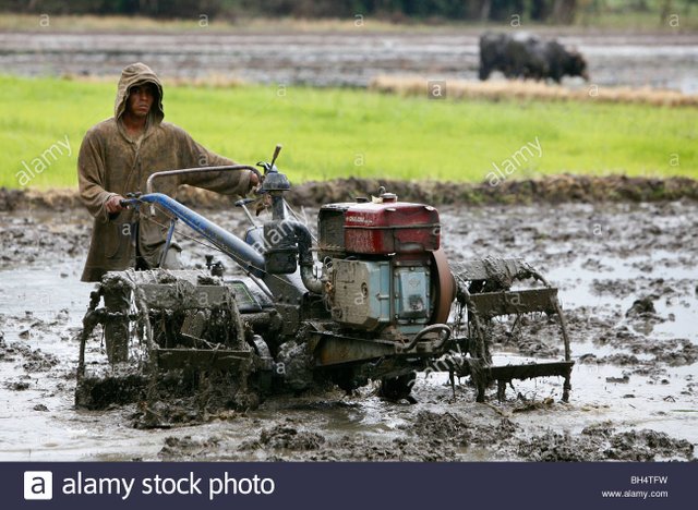 a-man-uses-a-mud-churning-machine-to-prepare-a-rice-paddy-for-planting-BH4TFW.jpg