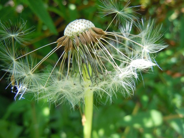 dandelion-350580_1280.jpg