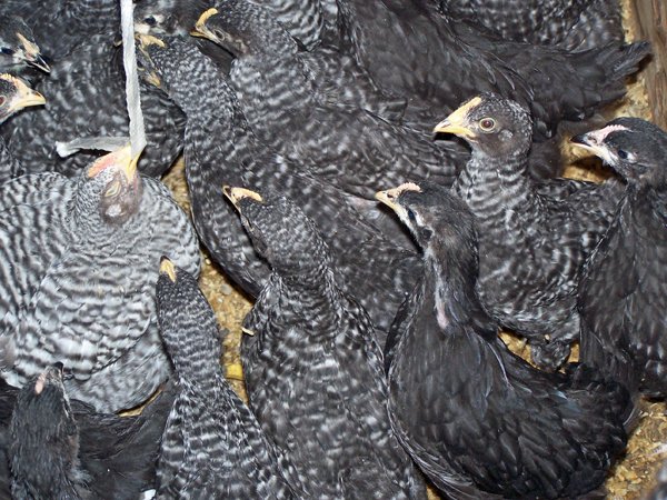 Broilers - rooster helping crop June 2019.jpg