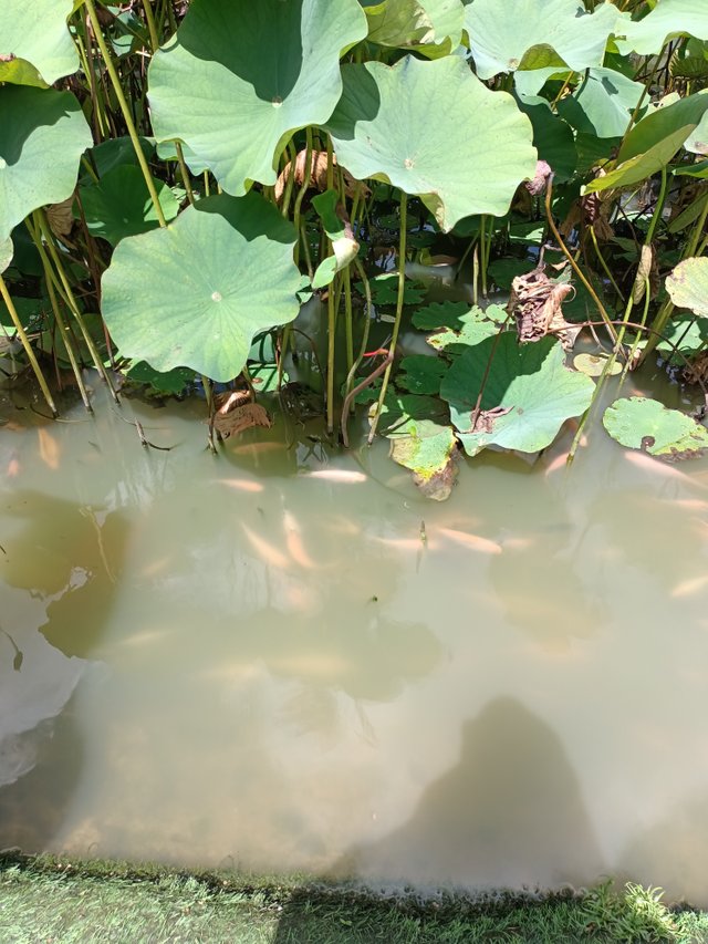 IMG20240620135908.jpg