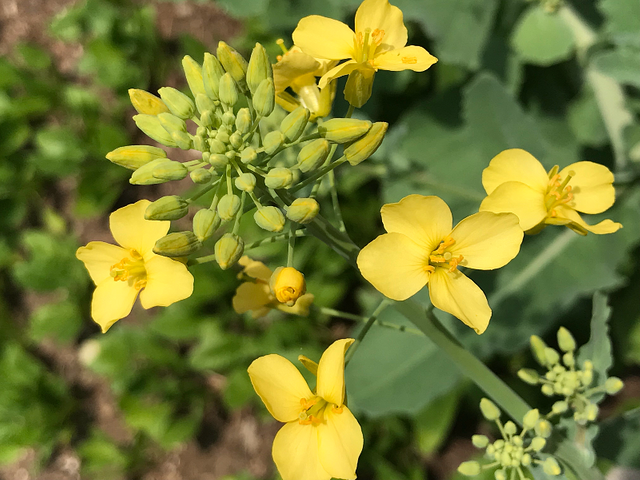 yellowflowerday petals sunscape.png