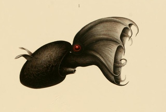 Vampyroteuthis_infernalis_Chun_1910.jpg