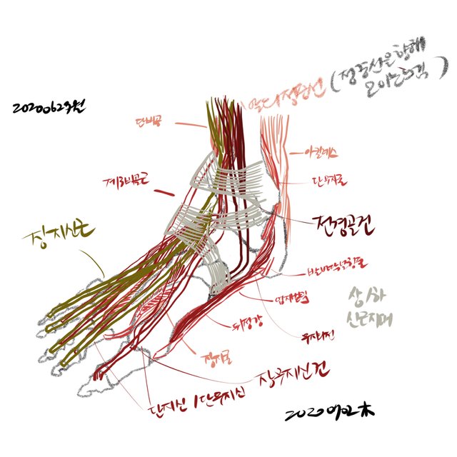 해부.jpg