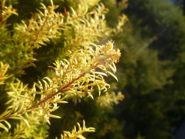 branches-juniper-under-morning-sunshine-juniper-branches-close-up-evergreen-juniper-plant-cypress-branches-garden-213588977.jpg