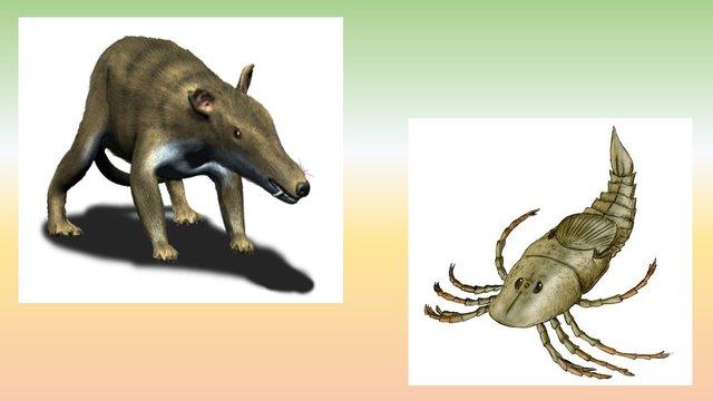 animalesmuertos.jpg