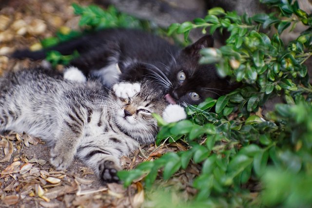 kittens chilling 2.jpg