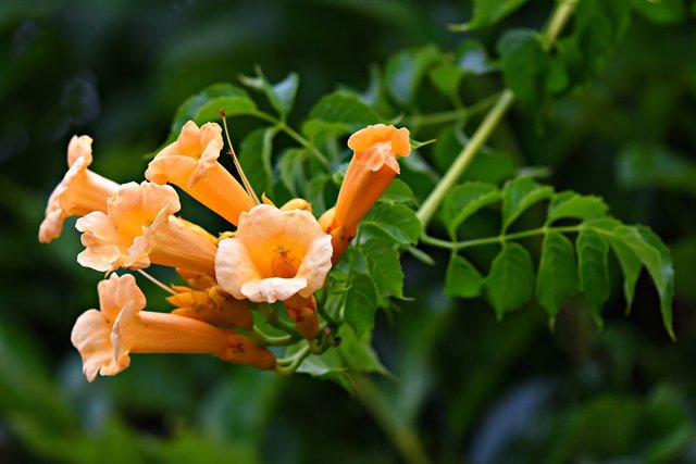 american-trumpet-vine-3616876_1280.jpg