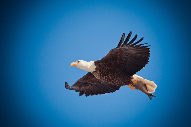 eagle-1029909_1280.jpg